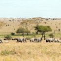 TZA SHI SerengetiNP 2016DEC25 LakeMagadi 036 : 2016, 2016 - African Adventures, Africa, Date, December, Eastern, Month, Northern Lake Magadi, Places, Serengeti National Park, Shinyanga, Tanzania, Trips, Year